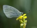 Pieris mannii (Mann